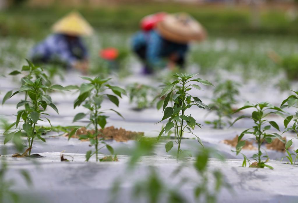 貴州玉屏：辣椒種植助農增收