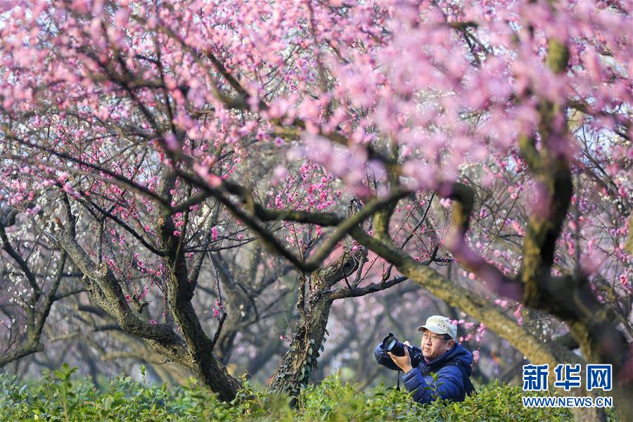 #（社會）（1）江蘇南京：梅花綻放引客來