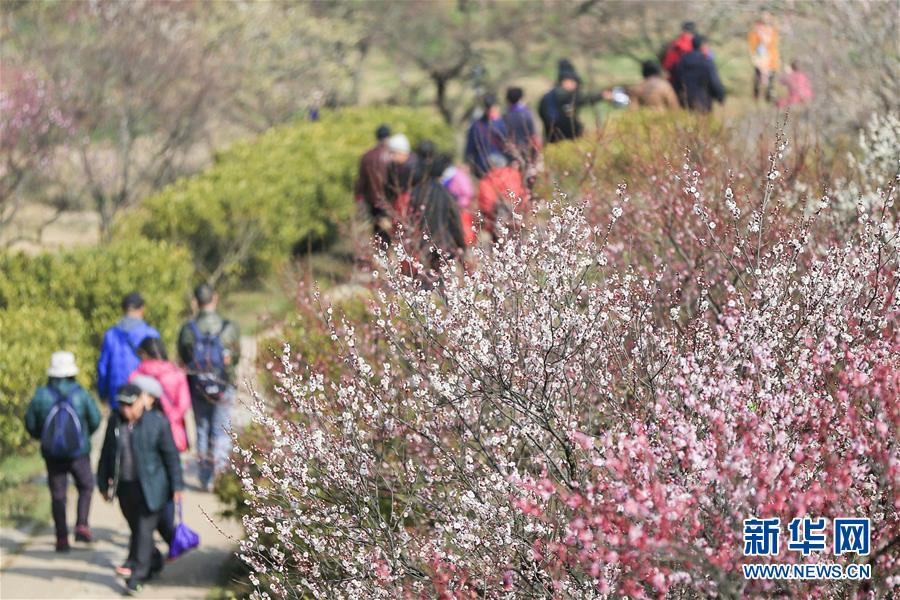 #（社會）（4）江蘇南京：梅花綻放引客來