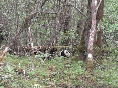 黃龍現(xiàn)野生大熊貓工作人員首次近距離實地拍攝