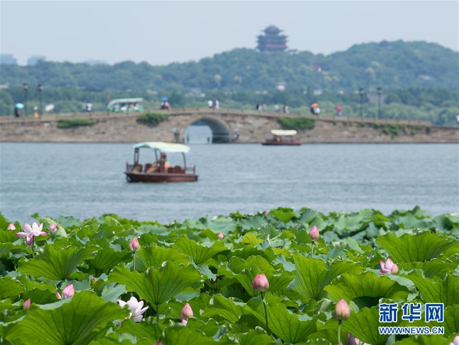 （環(huán)境）（3）西湖荷花盛開(kāi)