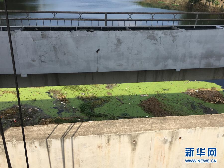 （新華視點·圖文互動）（2）上游洪水來襲下游魚蟹死亡，泄洪為何變泄污？