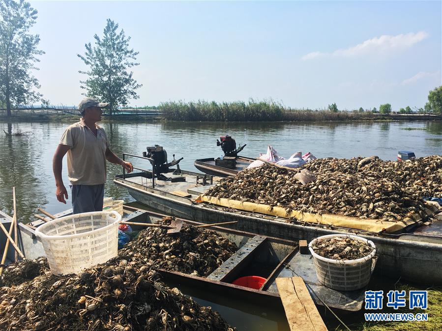 （新華視點·圖文互動）（1）上游洪水來襲下游魚蟹死亡，泄洪為何變泄污？