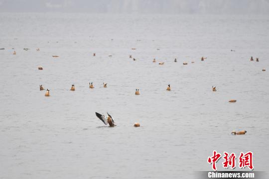 圖為在納帕海濕地棲息的候鳥?！⑷疥?攝