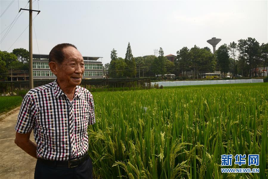 （愛國情 奮斗者·圖文互動）（2）一顆稻谷里的愛國情懷——記“雜交水稻之父”袁隆平