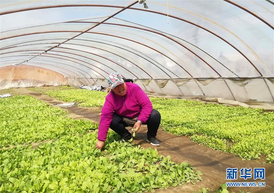 （在習(xí)近平新時代中國特色社會主義思想指引下——新時代新作為新篇章·圖文互動）（3）“黑三星村”緣何變成示范村？——東北一小村莊的脫貧振興路 