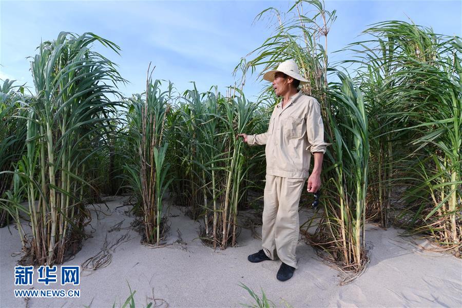 （不忘初心、牢記使命·圖文互動）（3）拳拳寸草心 濃濃報國情——記“菌草之父”林占熺