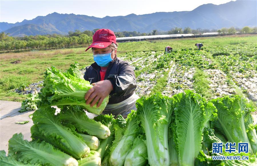 （圖文互動）（4）廣西桂林：“借力+接力”新鮮蔬菜進社區(qū)