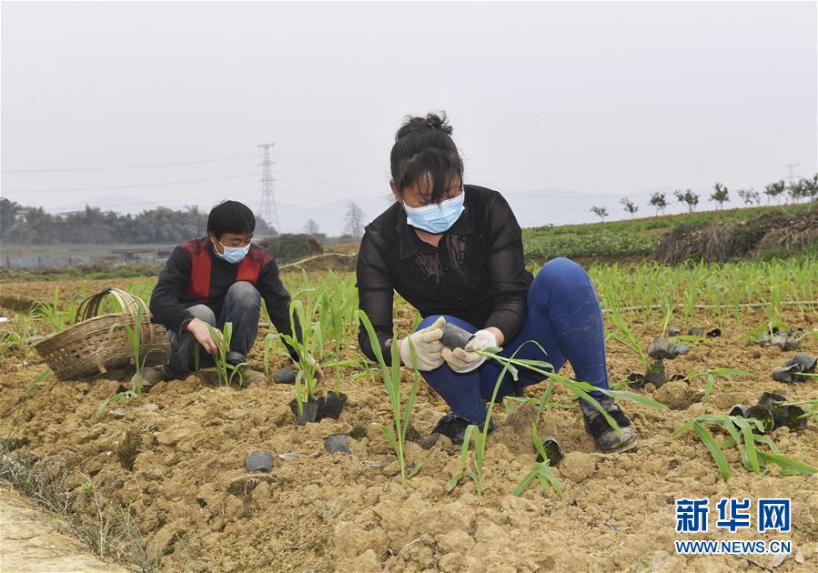 （在習近平新時代中國特色社會主義思想指引下——新時代新作為新篇章·習近平總書記關切事·圖文互動）（5）為農田注入硬核生產(chǎn)力——一些地方春耕中農業(yè)科技創(chuàng)新掃描