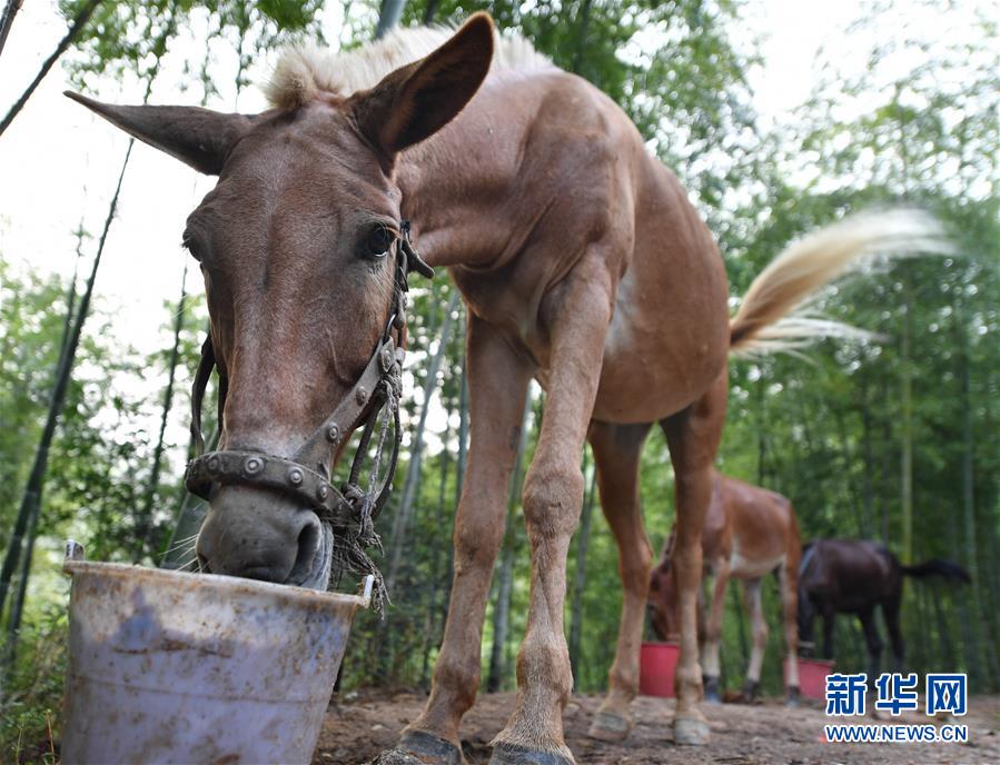 （決戰(zhàn)決勝脫貧攻堅(jiān)·圖文互動(dòng)）（2）老余賣(mài)騾子