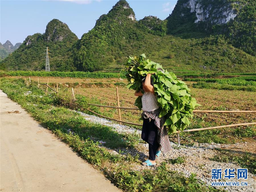 （決戰(zhàn)決勝脫貧攻堅(jiān)·圖文互動(dòng)）桑蠶織出“致富網(wǎng)”——桂西邊境山村走訪見(jiàn)聞