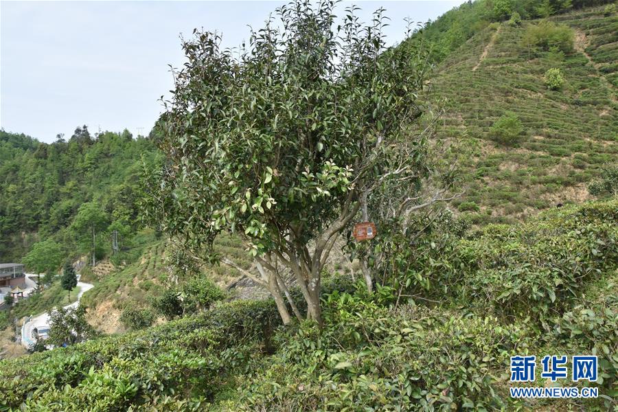 （圖片互動）（2）再訪貴州極貧鄉(xiāng)鎮(zhèn)看“四變”