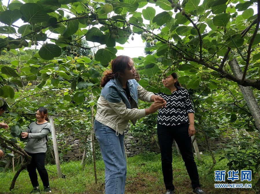 （新華全媒頭條·圖文互動）（10）初夏，循著總書記的腳步探訪產(chǎn)業(yè)扶貧新事