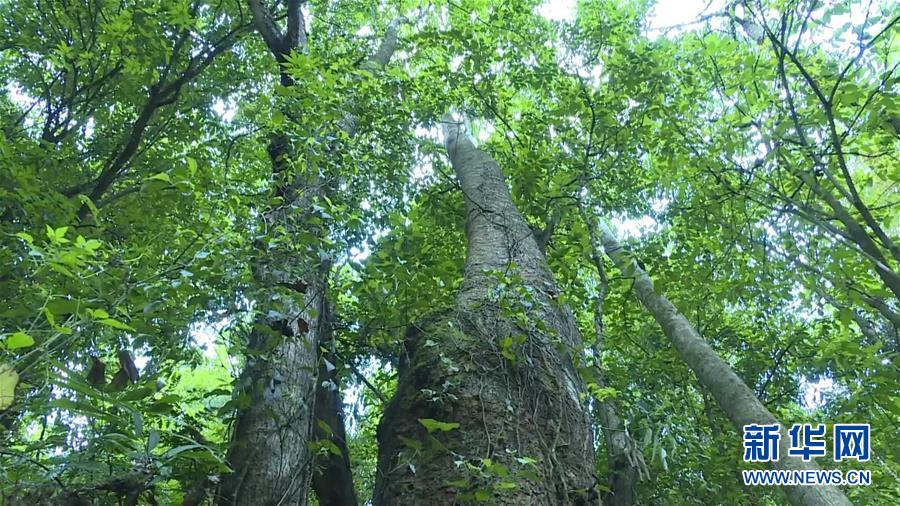 （圖文互動）（1）云南高黎貢山發(fā)現(xiàn)珍稀瀕危植物滇桐野生居群