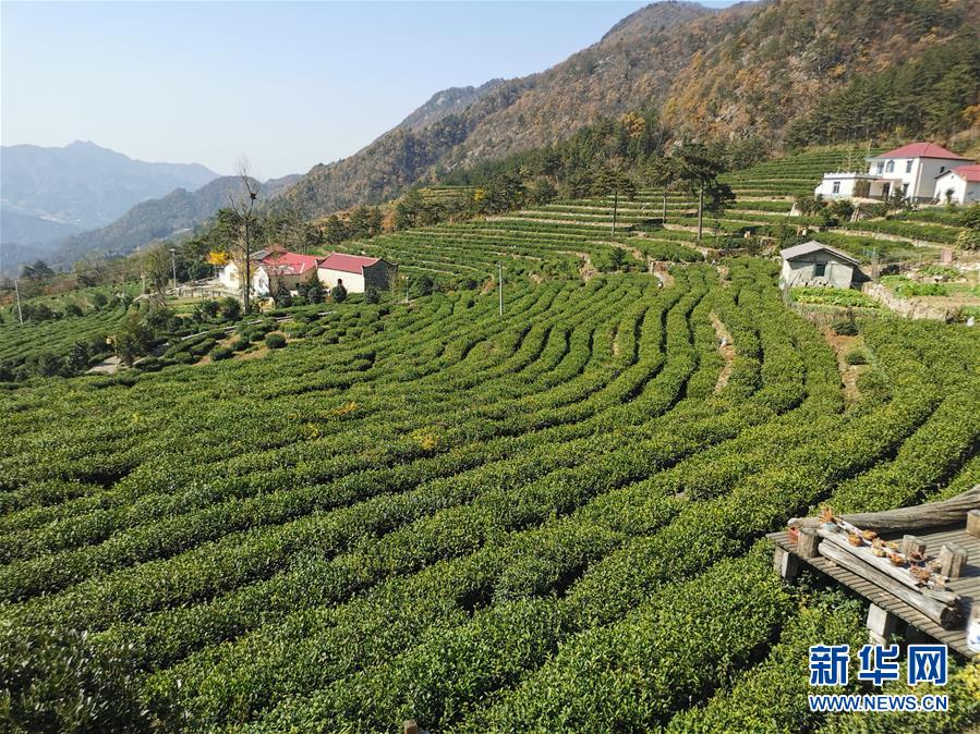 （決戰(zhàn)決勝脫貧攻堅·圖文互動）（1）咬定“茶”山不放松——安徽大別山區(qū)石佛村依靠茶產(chǎn)業(yè)脫貧致富見聞