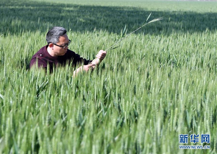 （在習(xí)近平新時(shí)代中國特色社會主義思想指引下——新時(shí)代新作為新篇章·習(xí)近平總書記關(guān)切事·圖文互動）（5）新農(nóng)事、新希望——夏收前田間新動態(tài)掃描