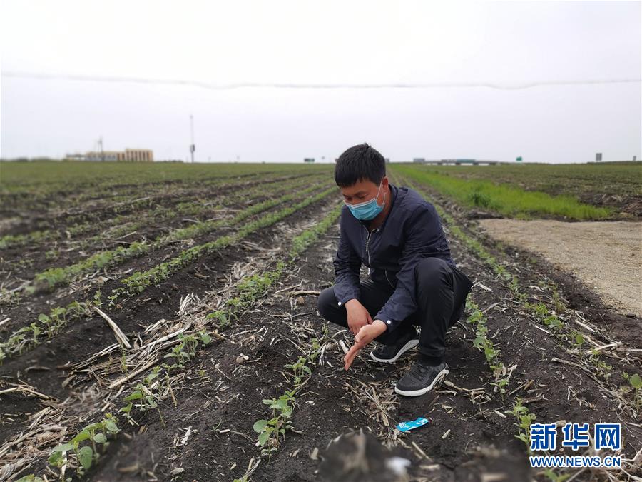 （在習近平新時代中國特色社會主義思想指引下——新時代新作為新篇章·習近平總書記關切事·圖文互動）（4）讓百姓吃得飽還要吃得好——夯實糧食安全基礎端牢中國飯碗