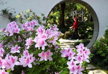 福州西湖公園杜鵑花開(kāi)引游人