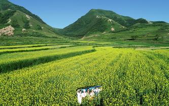 六盤山下 油菜花開扮靚美麗鄉(xiāng)村