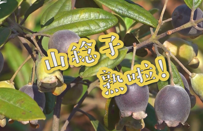 走向我們的小康生活丨山稔子熟啦！