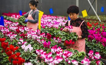 河北霸州：40萬盆鮮花扮靚京津兩節(jié)市場　