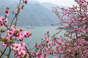 三峽春日桃花紅