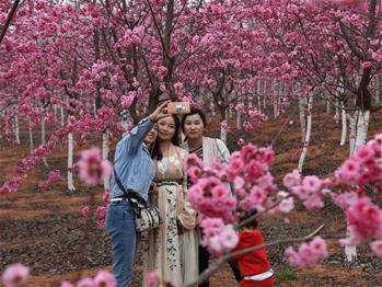 櫻花漫山，一份14年的等待