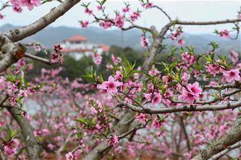 “桃花故里”賞桃花