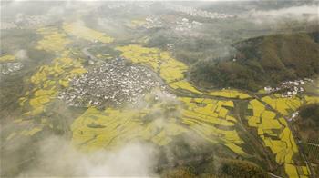 安徽黟縣：油菜花開(kāi)景如畫(huà)