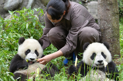 災區(qū)大熊貓健康狀況良好