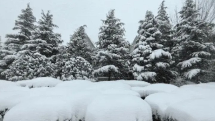 什么是冷流雪？為何煙臺、威海多發(fā)？