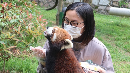 向“萌勢力”低頭——90后小熊貓“家長”的飼養(yǎng)日常