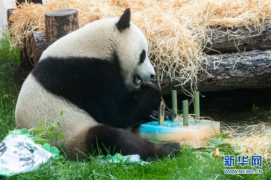 （國際）（7）莫斯科動物園為大熊貓“如意”和“丁丁”慶生