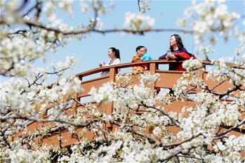 山東陽信：梨花盛開引客來